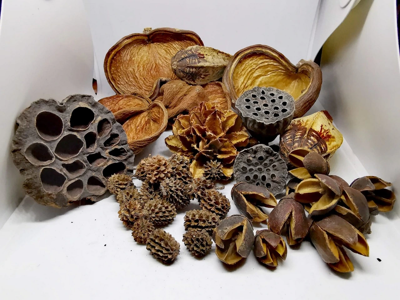 Terrarium Sæt af Dekoration Bakuli, Casuarina, Badam, Arjuna, Lotus, Mahagon, Jacaranda 180 gram